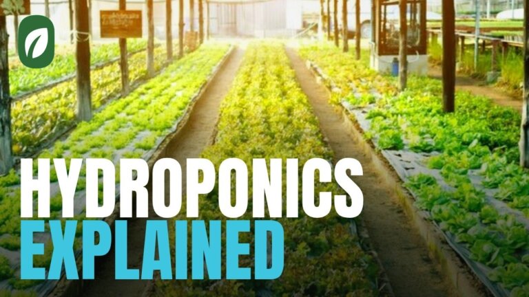 Hydroponics Explained: What it is and How it Works