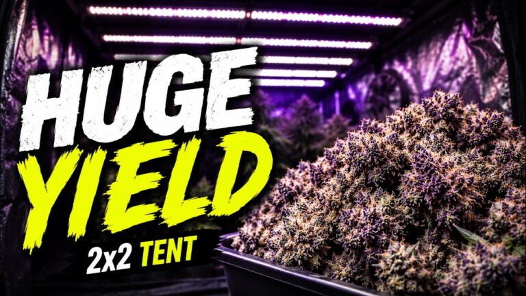 How Much Can You Yield in a 2x2 Tent? (Full Seed to Harvest)