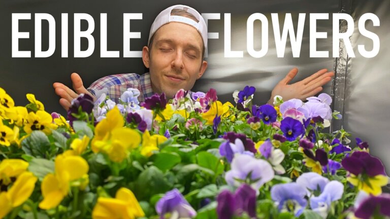 How To Start Growing & Selling Edible Flowers