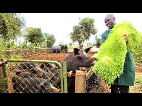 Easiest Way To Grow Hydroponic Fodder on a Small Space | Farming in Kenya Success Story
