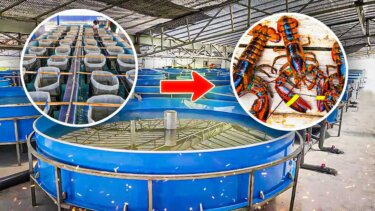 ティラピアの養殖技術が注目｜水耕栽培と連携する新農業の可能性