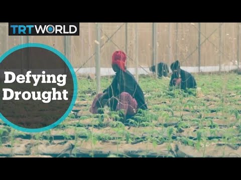 Mali Automated Farming: Greenhouse uses technology to grow crops, defying drought