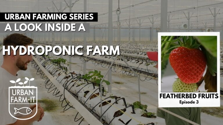Growing Strawberries Using Hydroponics | Urban Farming Series | Episode III