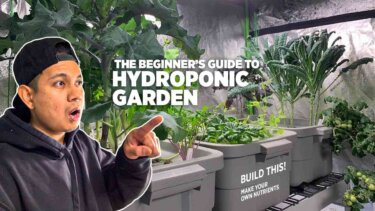 水耕栽培の基礎からDIY容器と自作液肥まで｜家庭菜園から農業現場への応用