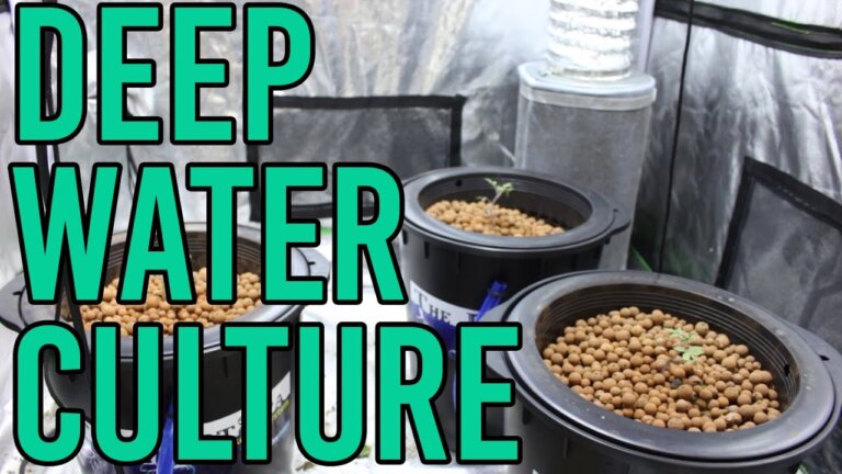 How To Setup a Hydroponic DWC Deep Water Culture System