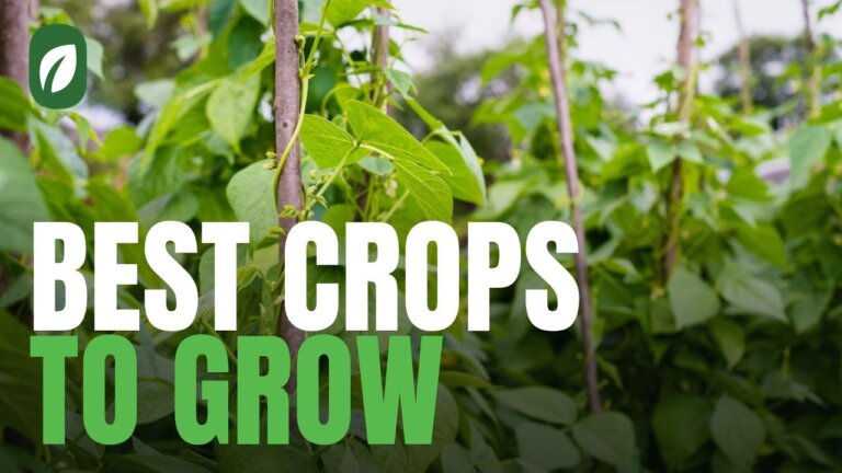 Top Hydroponic Vegetables to Cultivate for Optimal Growth
