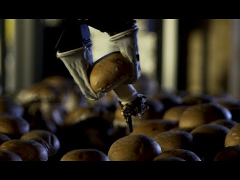 Revolutionize your Mushroom Farm using Robotic Harvesting | Mycionics Inc.