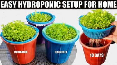 水耕栽培の家庭向けシステム構築｜初心者向けBucket方式の実践ガイド