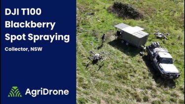 DJI Agras T100で丘陵地帯のブラックベリー管理｜スポット散布の実践事例