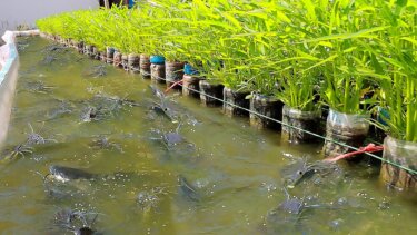 【再生数2700万回突破】1500個のプラスチック瓶で家庭菜園が可能に！アクアポニックスの実践法