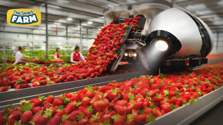 These Robots Will Change Strawberries Harvesting FOREVER