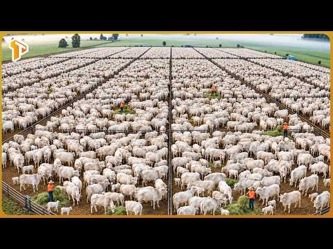 How Australia Raises Millions of Cattle for Premium Beef – Inside Massive Cattle Farming Industry