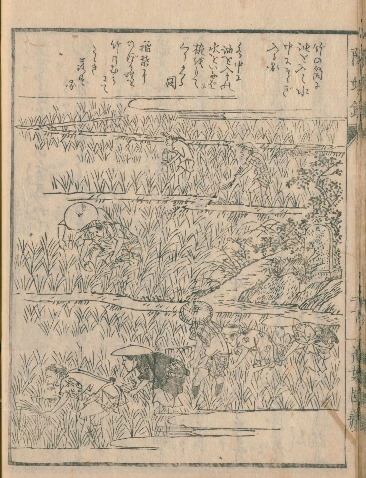 『除蝗録』の挿絵。農民が並んで竹で稲株を叩き、虫を水面に払い落としている