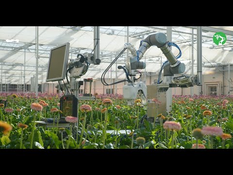 Gerbera harvesting robot | Gerberaoogstrobot