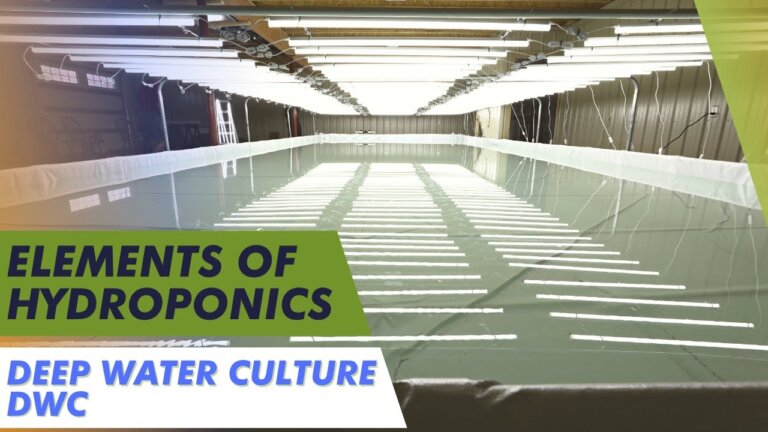 Deep Water Culture Hydroponics for Urban Farming - Basics Explained