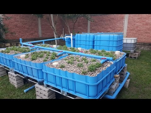 COMPLETE AQUAPONICS SET UP - Start to Finish