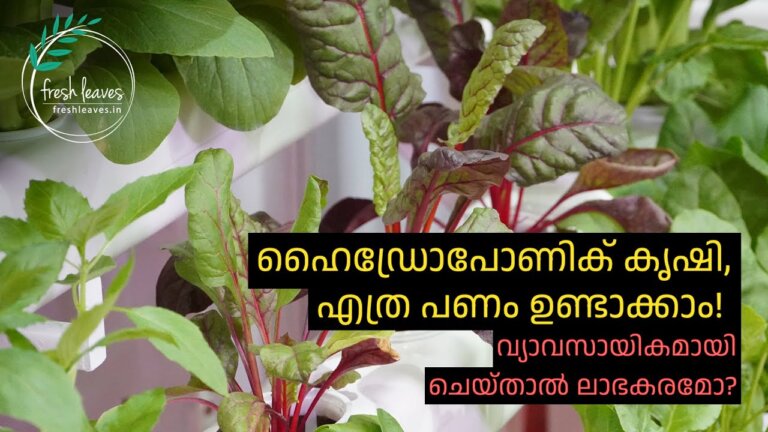Is Commercial Hydroponics Profitable in India - The economics of hydroponic farming