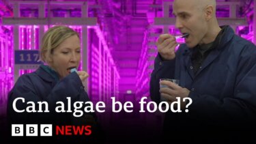 アイスランドの微細藻類垂直農業｜CO2を食料に変える次世代植物工場