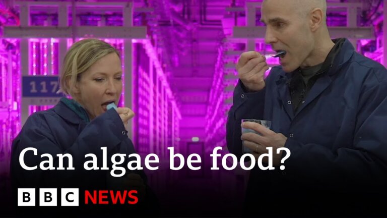 Iceland's vertical farm turning algae into food | BBC News