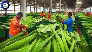 アロエベラ大規模生産の自動化｜精密灌漑と加工ラインの最新技術