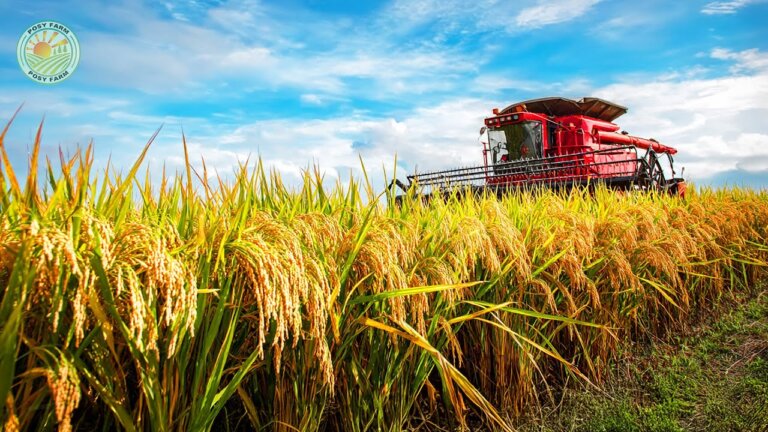 How Japanese Farmers Harvest Millions of Rice | Farming Documentary