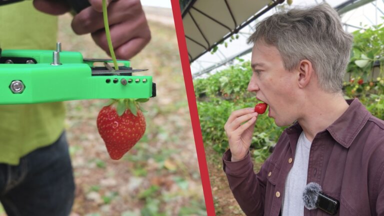 This is why robots can't pick strawberries yet