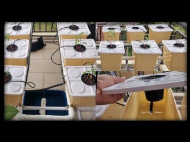 【注目】バケツ式リサイクル点滴水耕栽培の構築法｜小規模農業向け低コストシステム