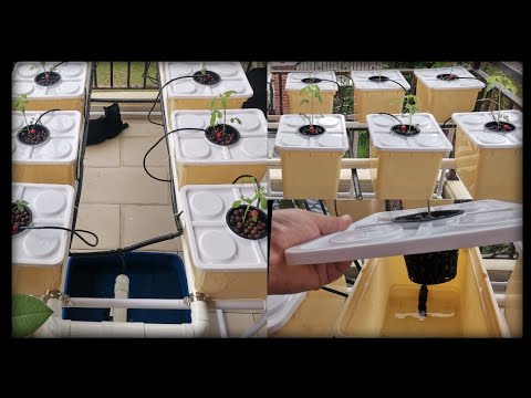 How To Build a Recirculating Top Drip Bucket Hydroponic System.