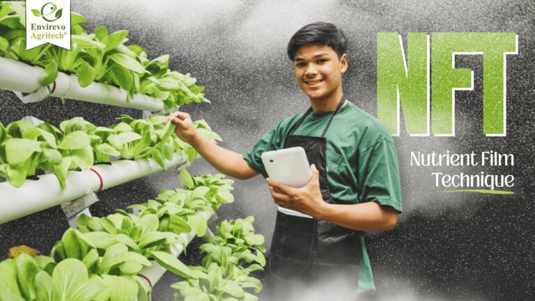 Hydroponic NFT system (Nutrient Film Technique) | How NFT hydroponic system work?