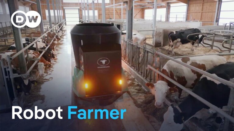 How robots are transforming cattle farming
