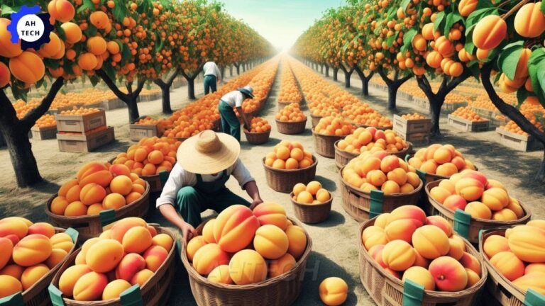 95 Most Satisfying Agriculture Technology►92|Harvest &Processing Millions of Apricots to a New Level