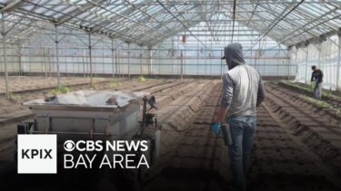 米国カリフォルニア州で農業ロボットの規制緩和が進む｜人手不足対策としての実用性と課題