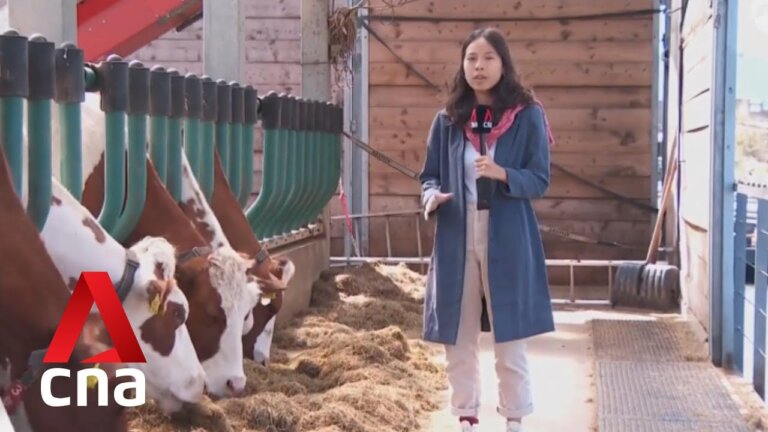 Dutch agri-tech innovations may hold answers to Singapore's food security future