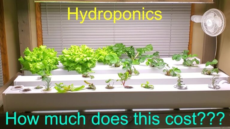 Cost to Build a Home Hydroponic System