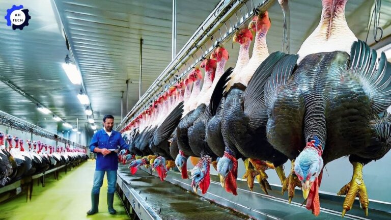 50 Most Satisfying Agriculture Technology | How 5M Turkeys Are Raised, Harvested and Processed