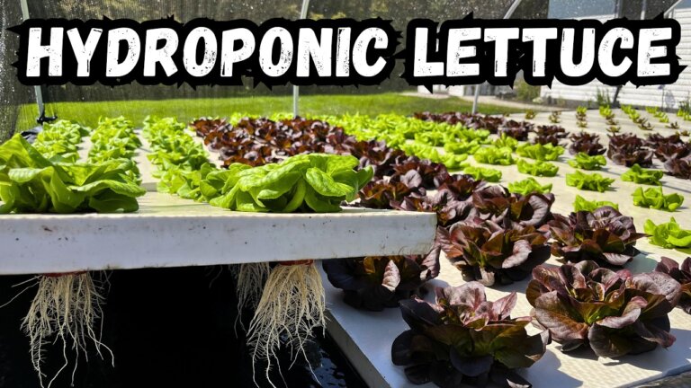 New Hydroponic DWC Lettuce System Tour