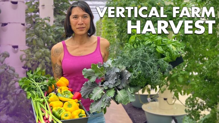 King Tower Vertical FARM Harvest in the PHILIPPINES (2023) | Angie Mead King