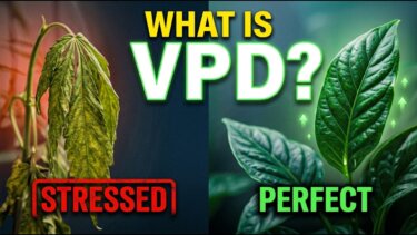 VPDとは？葉面温度計で気孔開閉を最適化し、植物の蒸散圧力を制御する方法